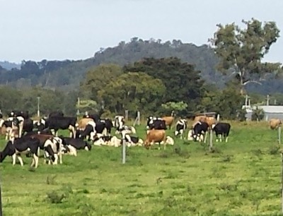 Home Grown Feed